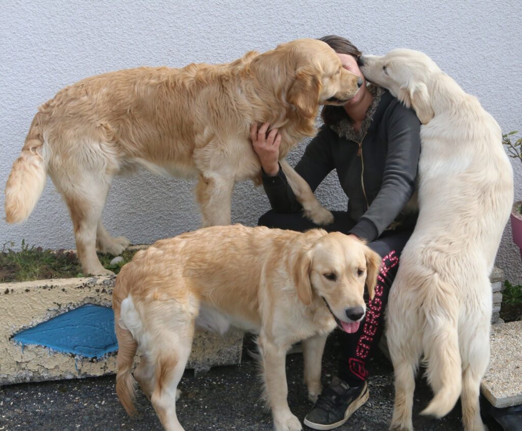 Golden Retriever Elevage France VQTZLH